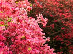 -木兰云雾山