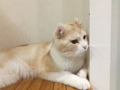 -Heymao猫咖.咖啡厅(东门店)