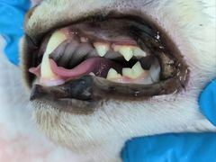 -瑞派康怡24h宠物医院·犬猫医疗中心·微创绝育(瑞景分院)