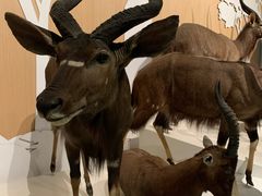 -陕西自然博物馆