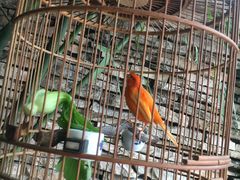 -老洋房花园饭店(绍兴路店)