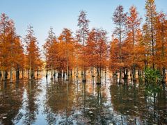 -白鹭湾湿地公园