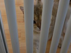 -momokira米努特·德文卷毛猫·棉花面纱犬