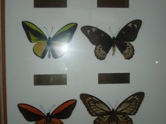 -上海昆虫博物馆