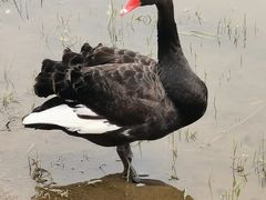 -天津东丽湖风景区