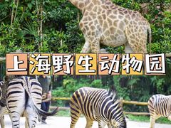 -上海野生动物园