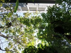 -Fern Forest Cafe