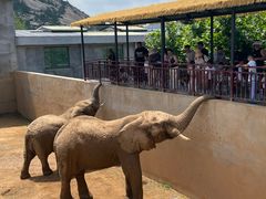 -西霞口神雕山野生动物世界