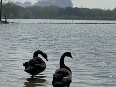 -西山漾湿地公园