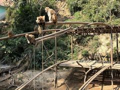 -西双版纳原始森林公园