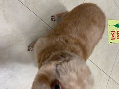 -瑞派旺宝宠物医院·犬猫全科综合·尿道专科(莲兴院)