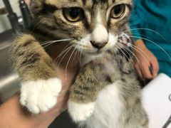 -爱牧宠物医院·猫专科·骨科·内窥镜(甪直店)