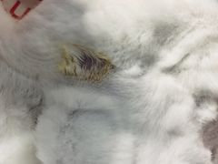 -PETKIT小佩宠物(昭化店)
