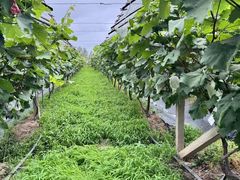 -马陆小张葡萄园农家乐