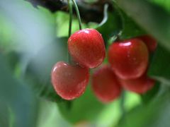 -田趣农庄草莓采摘园
