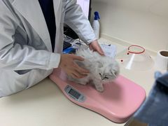 -全心全意连锁动物医院·微创中心·内科急重症·心脏专科(丰管路店)