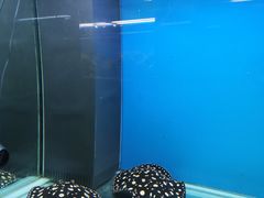 -御唐府海珊瑚主题餐厅