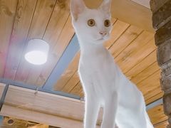 -猫的天空之城概念书店(景德镇陶溪川店)