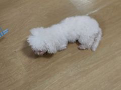 -艾贝尔宠物医院 ·中兽医·宠保定点(北门桥店)