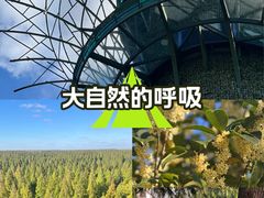 -黄海国家森林公园