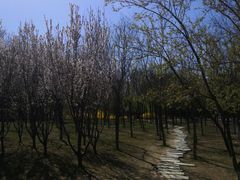 -大兴滨河森林公园