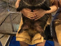 -清迈夜间动物园