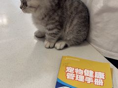 -伟伟宠物医院·CT影像中心·瑞派犬猫综合性门诊(汉口总院)