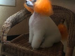 -优缇多格专业宠物美容师培训学校