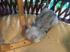 -李小姐の猫咖啡馆(五角场店)