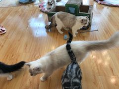 -momokira米努特·德文卷毛猫·棉花面纱犬