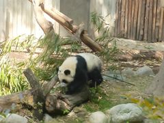 -成都大熊猫繁育研究基地