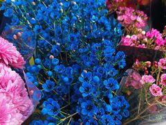 -曲阳花鸟市场(曲阳路店)