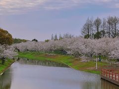-上海海湾国家森林公园