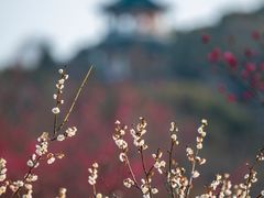 -无锡梅园公园