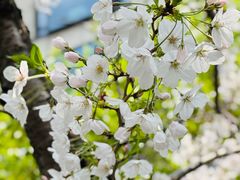 -金鸡湖景区
