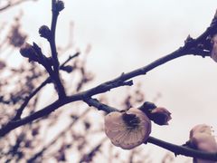 -香雪海