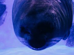 -上海海昌海洋公园-冰山北极馆