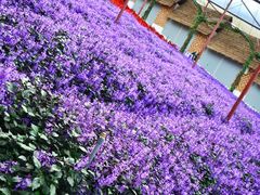 -金马仑薰衣草花园(Cameron Lavender)