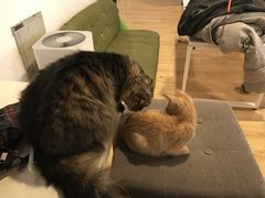 -Cappucimeow猫咪咖啡馆(韦伯时代店)