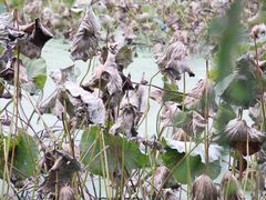 -蜀冈西峰生态公园