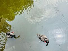 -合肥野生动物园