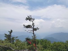 -牛背梁国家森林公园