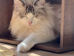 -豆逗聊愈猫阁Easy Life