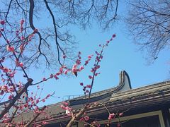 -上海醉白池公园