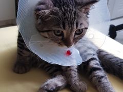 -纳吉亚猫专科动物医院博雅分院