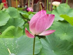 -田园印象·成都土菜院子(华阳店)