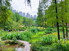-重庆彩云湖湿地公园