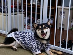 -逗柴咖啡屋·狗咖猫咖宠物桌游