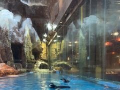 -帝企鹅自助餐厅•儿童岛•真企鹅(长隆企鹅酒店)