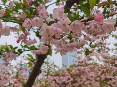 -中央公园(苏州工业园区)